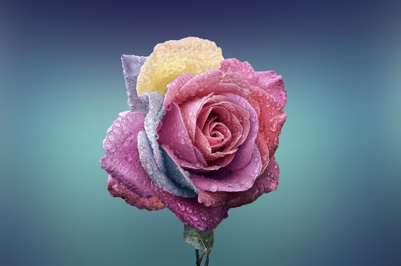 rose-729509_960_720