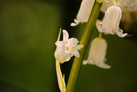 sprig-of-lily-of-the-valley-763843_1920