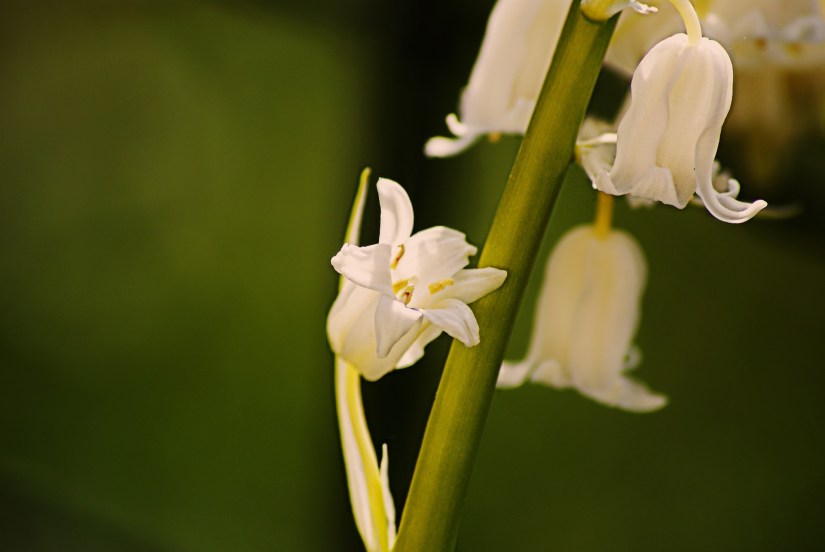 sprig-of-lily-of-the-valley-763843_1920